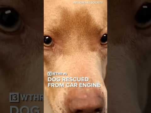 Dog rescued after getting trapped in car engine, now up for adoption