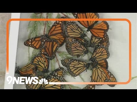 Butterfly Pavilion partnering with Mexico to protect monarch butterflies