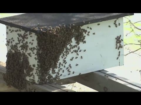 Alabama sets traps to track killer bees