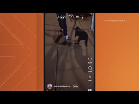 Reward offered for information on man caught on camera abusing dog