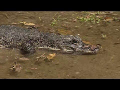 Zoo Day | Chinese Alligator