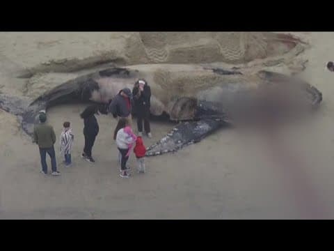 Toxic algae blamed in deaths of hundreds of marine animals along California coast, including whales