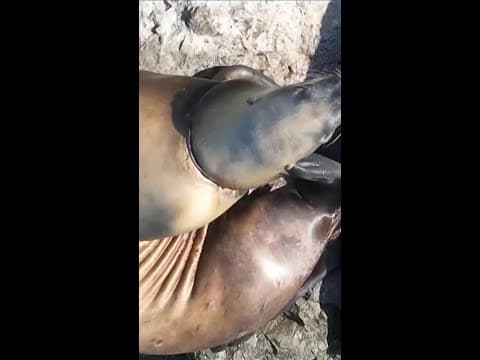 Researchers save sea lion choked by plastic