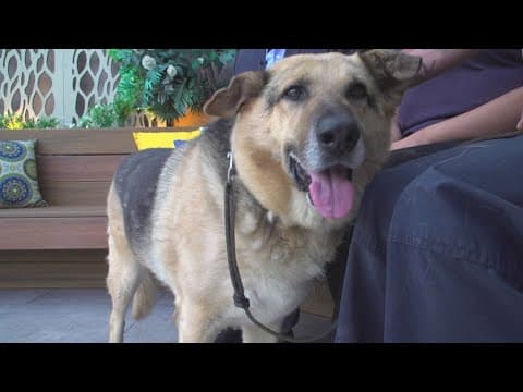 Chula Vista Animal Services 101st Adoption ‘Pawty’