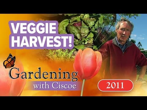Keep vegetables producing late season | Gardening with Ciscoe | Full Episode