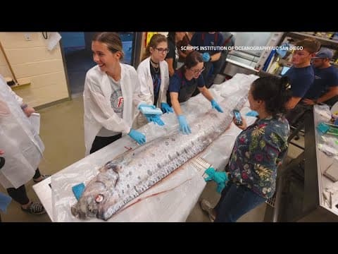 Scientists complete necropsy on deep-sea oarfish discovered in La Jolla