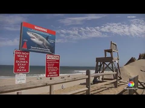 San Diegan co-produces Shark Week documentary on Discovery Plus