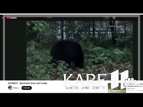 Champlin woman's bird feeder camera catches black bear in action, destroying all of her bird feeders