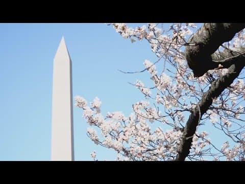 Live now: National Park Service announces predicted dates for Peak Bloom