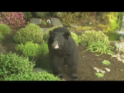 FWC to vote Wednesday on resuming state black bear hunt