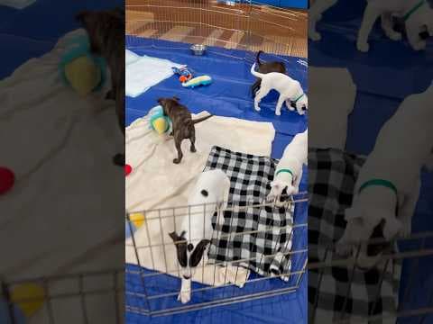 Puppies Available for Adoption at Humane Colorado