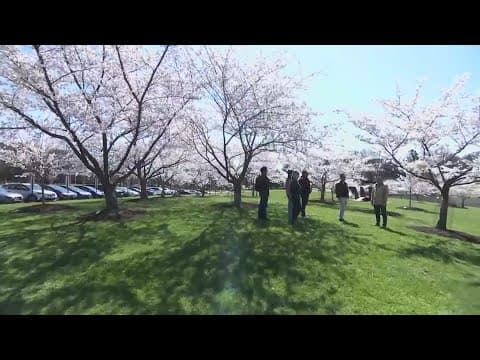Cherry Blossoms and climate change | ECO9