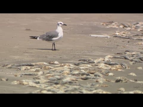 Here's why dead fish are washing up on Galveston beaches