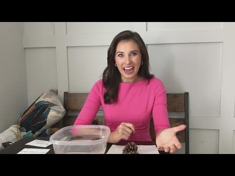 How pinecones can help predict the weather | Doppler 10 Futurecasters