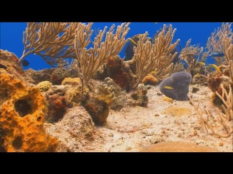 Scripps Institution of Oceanography report shows coral reefs healing despite warm water events