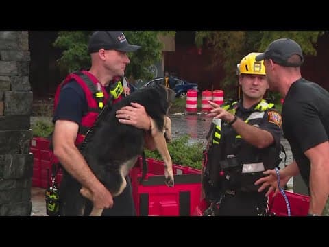 Owners of dogs that died in District Dogs flooding sue