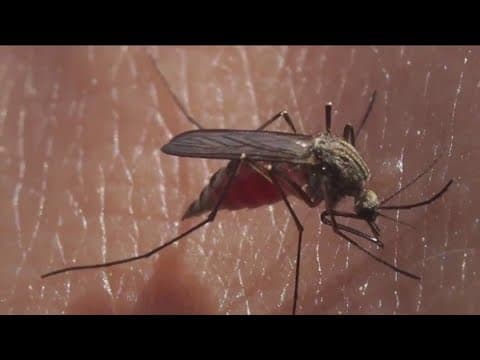 Aftermath of tropical storm Hilary brings conditions for mosquito breeding