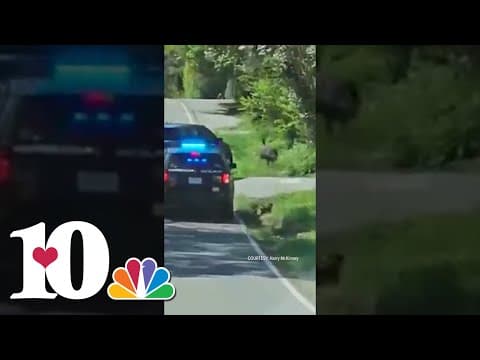 Escaped emu runs from police in East Tennessee
