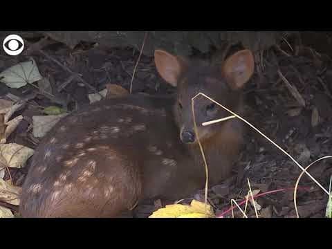 Newborn pudu makes debut at zoo in Germany