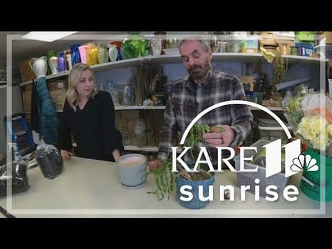 How to keep a Christmas cactus alive