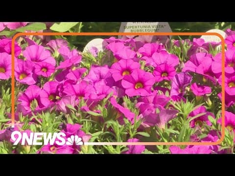 Spring gardening begins: Time to plant annuals, container plants