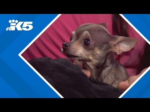 Monroe-based animal rescue fundraising to help disabled dog abandoned in a shopping bag