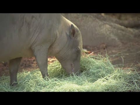 Zoo Day | Meet the babirusa