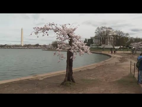 Stumpy lives on: Iconic DC cherry blossom could find its way back to the Tidal Basin