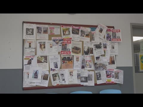 Lose your dog during July Fourth fireworks? Check with San Diego Humane Society