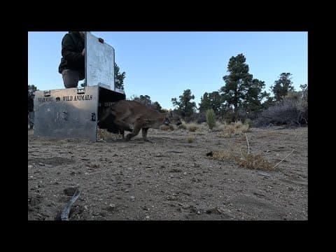 Wounded mountain lion returns to wild