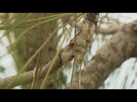 Fungal disease threatens the Torrey pines at the Torrey Pines State Natural Reserve
