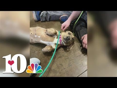 Young Williams' doggie date trips