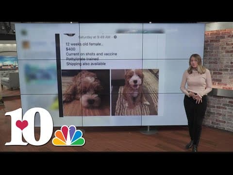 12 Days of Scams: Christmas puppy scams