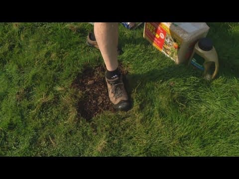 Pat Sullivan: Grass seeds and ridding weeds from your lawn