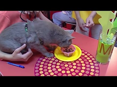 Public library in Massachusets goes viral for accepting cat photos, drawings in place of late fees