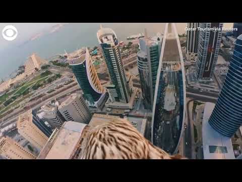Falcon captures landmarks in Qatar from bird's-eye view