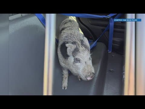 Pig in traffic: Oak Ridge police corral runaway swine