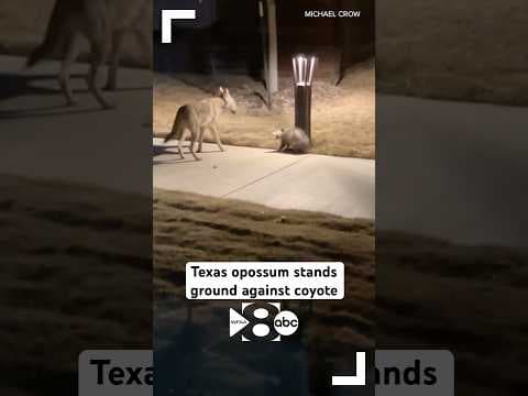Texas opossum stands ground against coyote