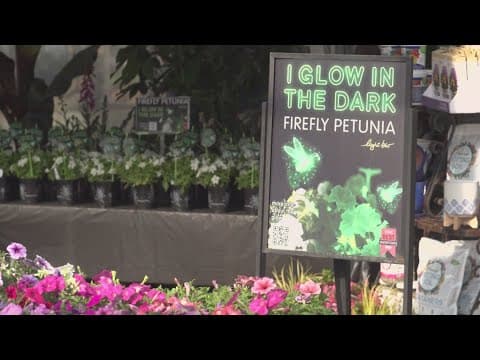 The newest flower at Calloway Nursery glows in the dark