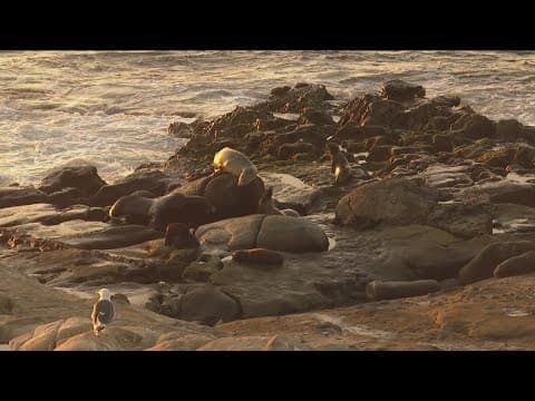 San Diego considers closing beach to allow for sea lion sanctuary for next 7 years