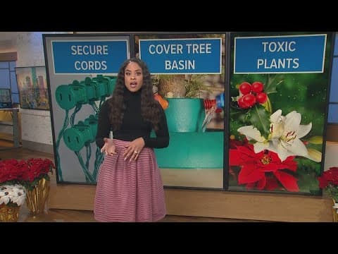 How to keep your pets safe this holiday season