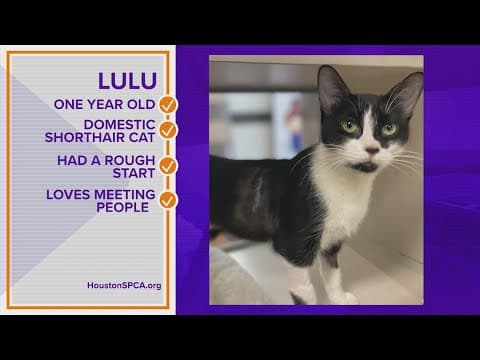 Pawfect Match: Meet Lulu the kitty cat