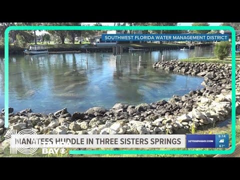 Manatees huddle in Three Sisters Springs