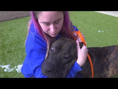 Dogs dumped by their owners in bitter cold temperatures in Maryland