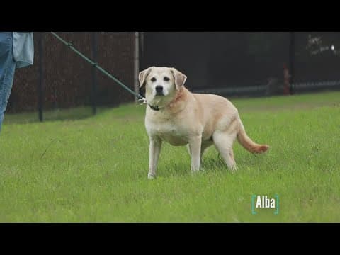 Tailwaggers: Meet Alba