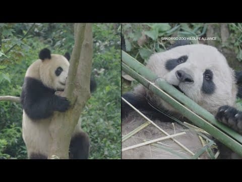The giant pandas are in San Diego!  But when can we see them?
