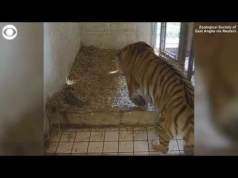 Mother tiger nurses noisy cubs