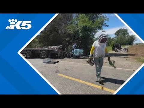 Beekeepers trying to get millions of honey bees back in their hives after truck crash