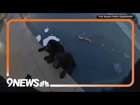 Body Cam Video: Police Officer Rescues Two Dogs From Icy Pond