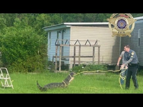 Louisiana Deputies Wrangle Huge Gator in Backyard